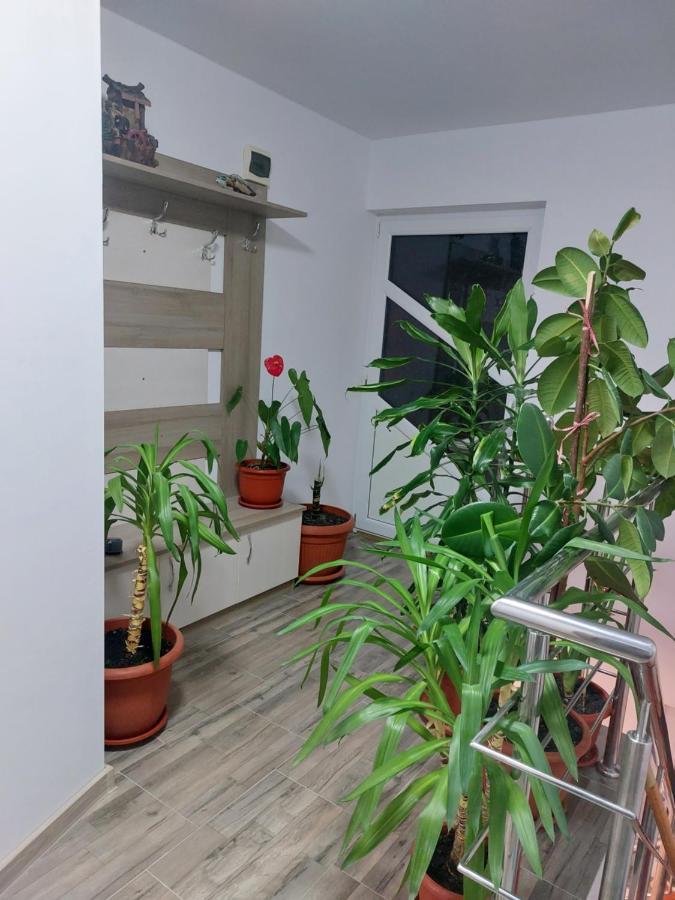 Vila Georgeta Zărneşti Exterior foto